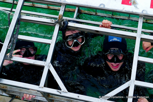 Shark cage diving, South Africa