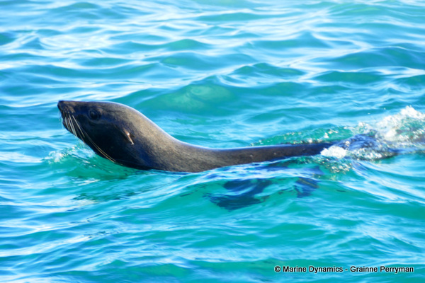Cape fur seal, South Africa