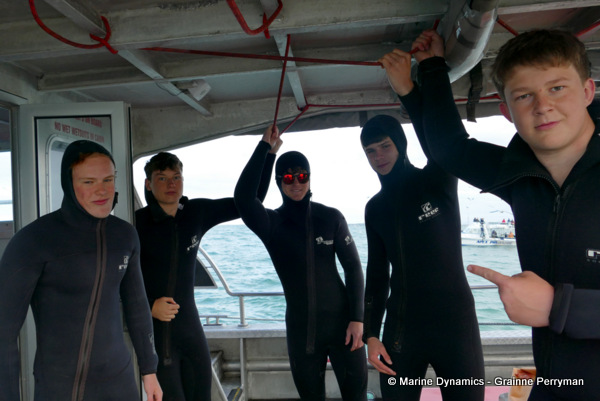 Shark cage diving, South Africa