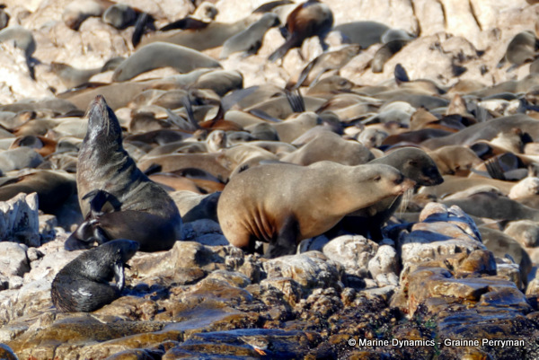 Cape fur seal, South Africa