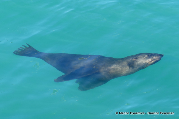 Cape fur seal, South Africa