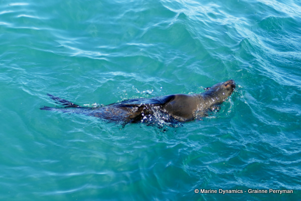 Cape fur seal, South Africa