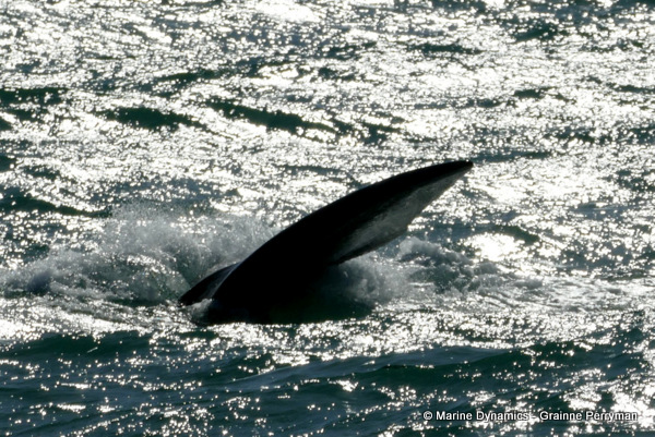 Southern right whale, South Africa