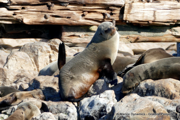 Cape fur seal, South Africa