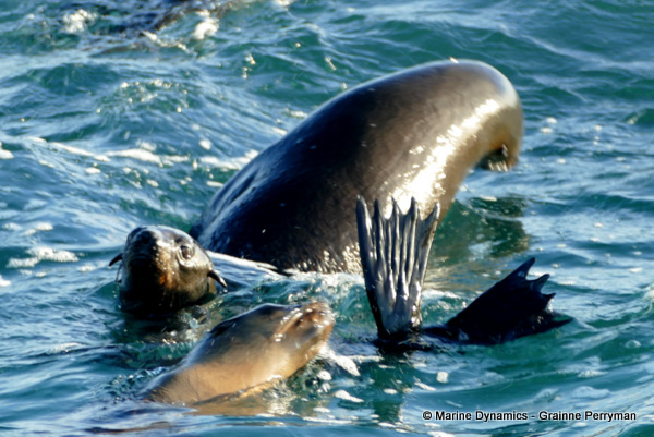Cape fur seal, South Africa