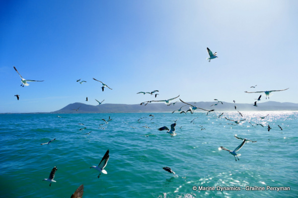 Shark cage diving, South Africa