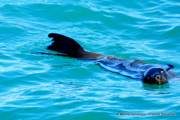 Cape fur seal, South Africa