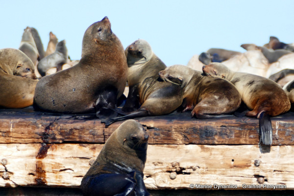 Cape fur seal, South Africa