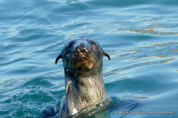 Cape fur seal, South Africa
