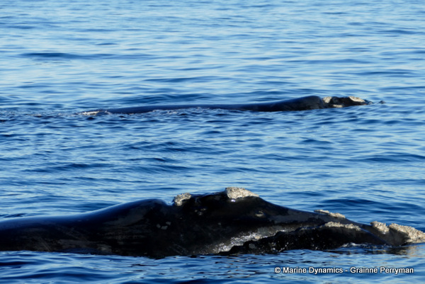 Southern right whale, South Afrcia