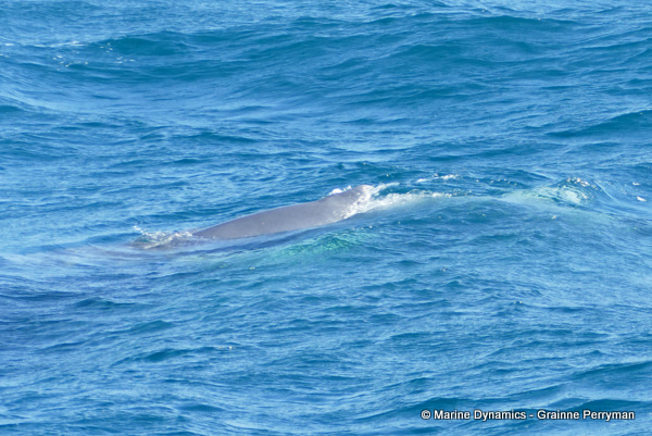Humpback whale, South Africa