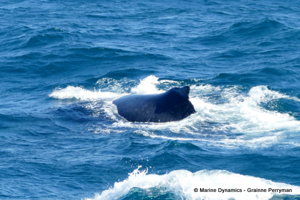 Humpback whale, South Africa