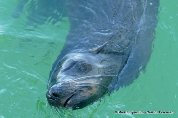 Cape fur seal, South Africa