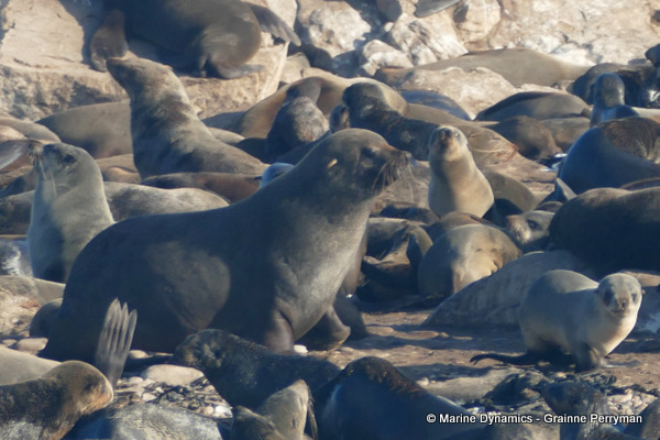 Cape fur seal, South Africa