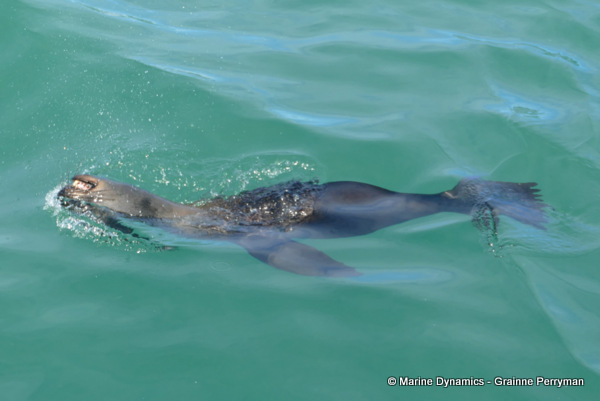 Cape fur seal, South Africa