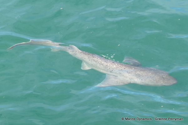 Sevengill shark, South Africa