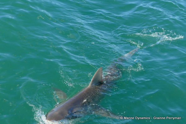 Bronze whaler shark, South Africa