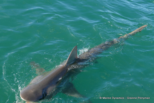 Bronze whaler shark, South Africa