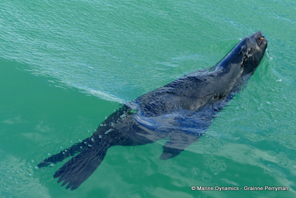 Cape fur seal, South Africa