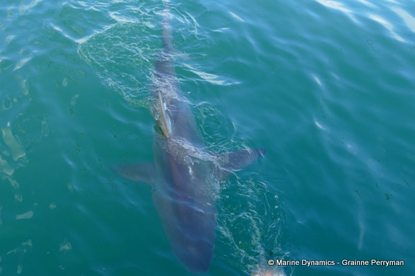 Bronze whaler shark, South Africa