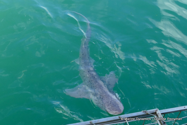 Sevengill shark, South Africa