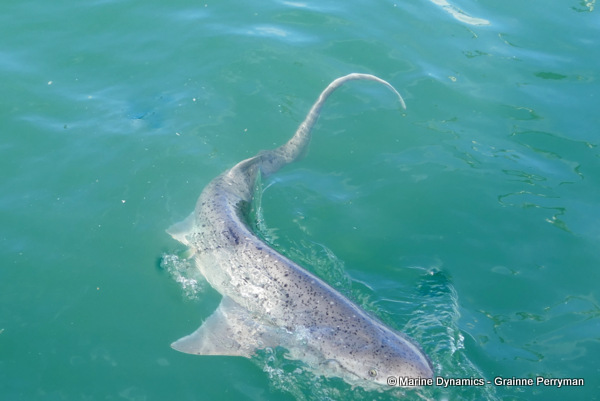 Sevengill shark, South Africa