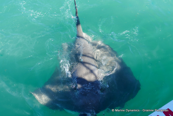 Short-tail stingray, South Africa