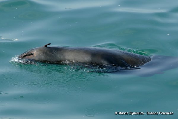 Cape fur seal, South Africa