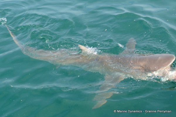 Bronze whaler shark, South Africa