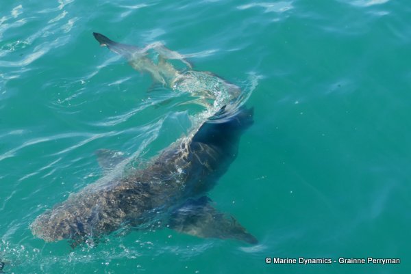 Bronze whaler shark, South Africa
