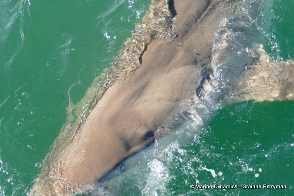 Bronze whaler shark, South Africa