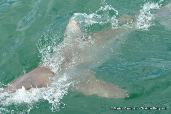 Bronze whaler shark, South Africa