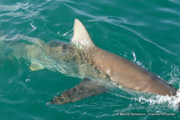 Bronze whaler shark, South Africa