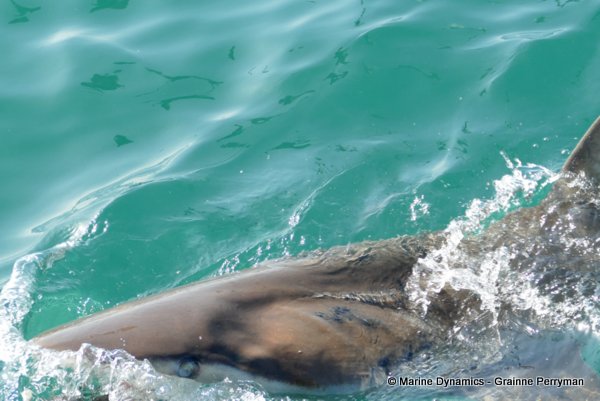 Bronze whaler shark, South Africa