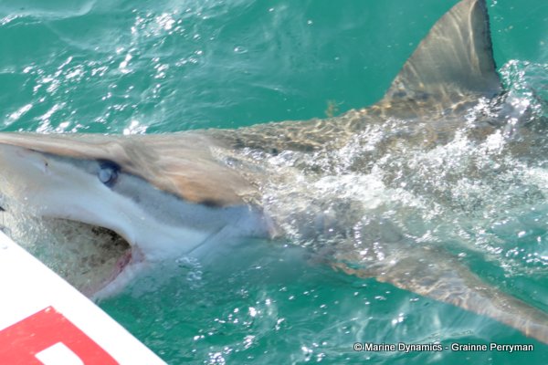 Bronze whaler shark, South Africa