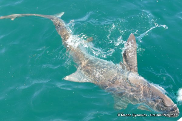 Bronze whaler shark, South Africa