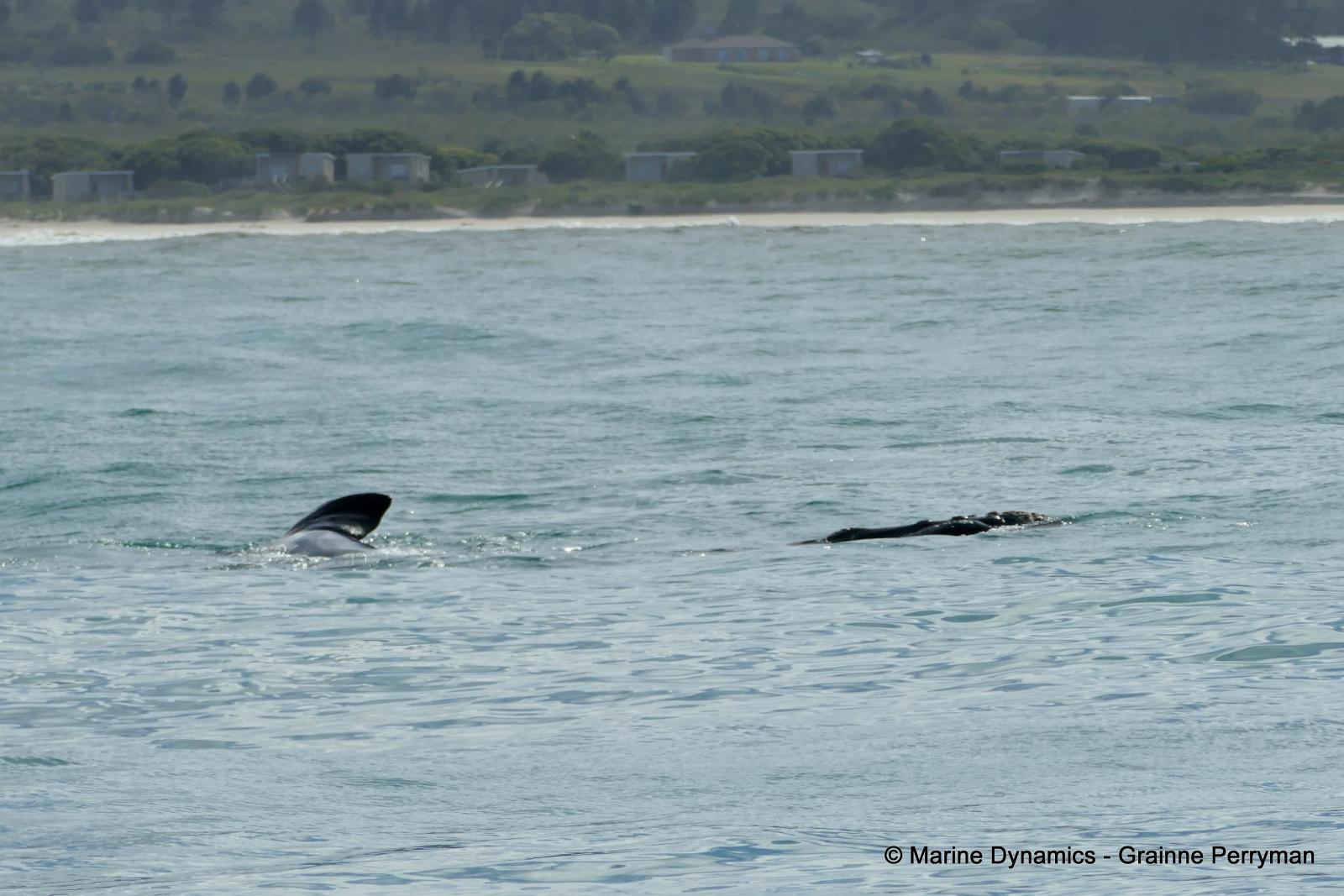 Southern right whale, South Africa