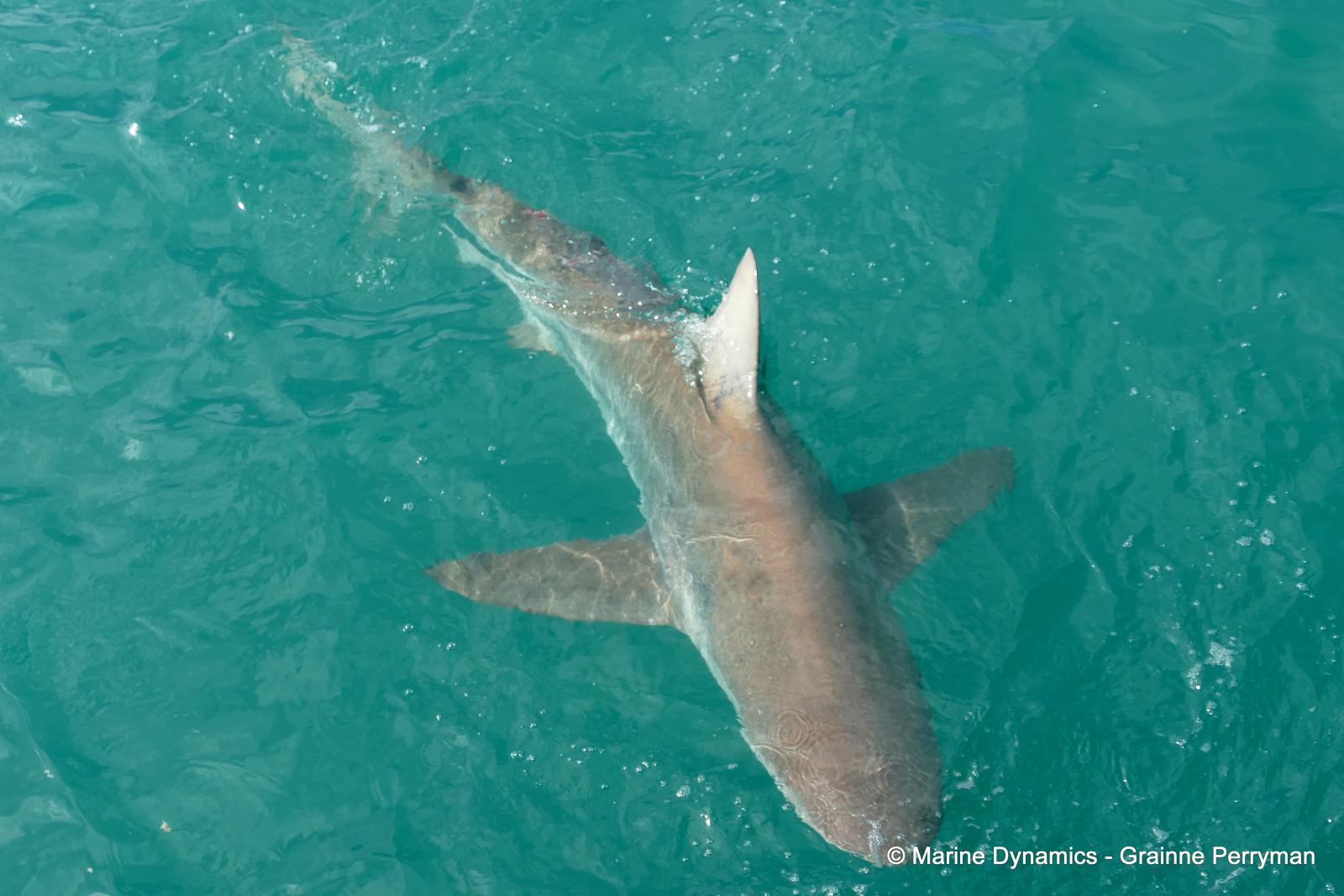 Bronze whaler shark, South Africa