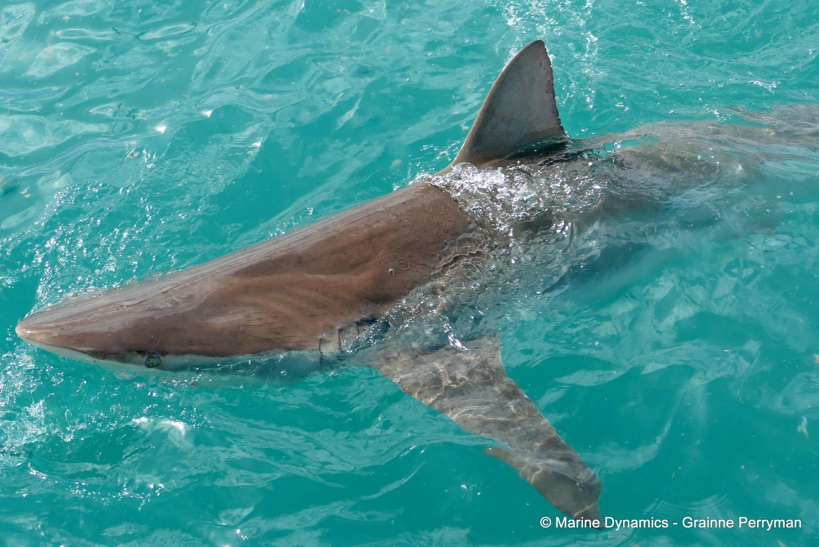 Bronze whaler shark, South Africa