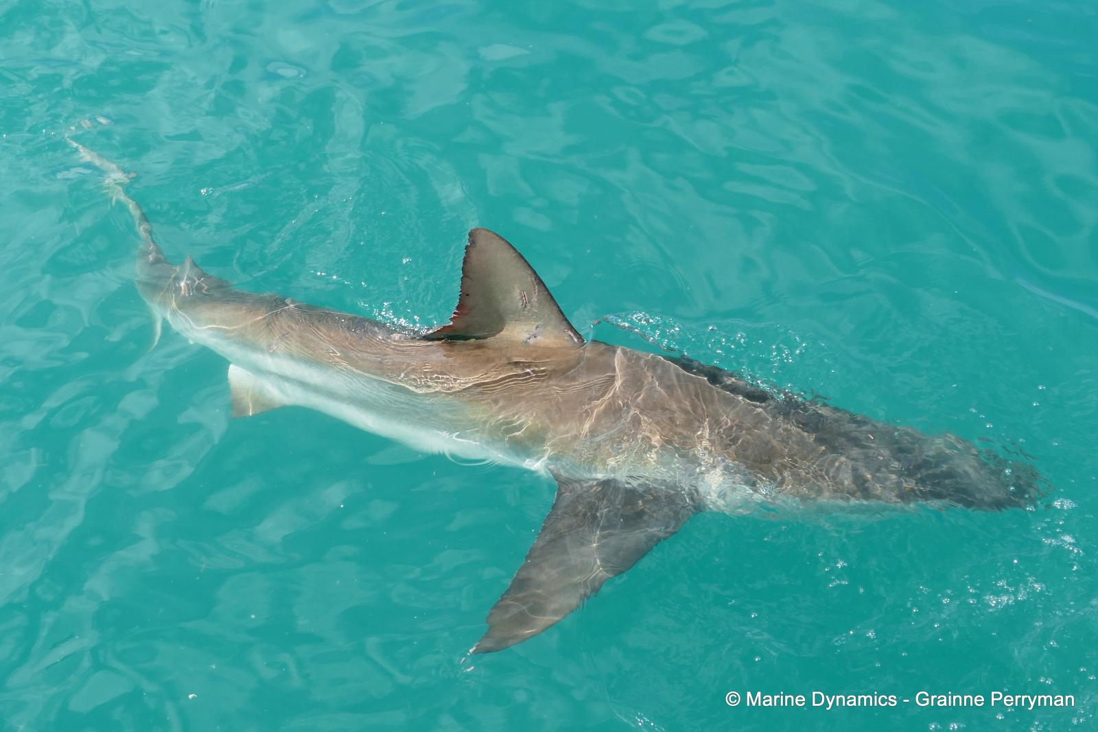 Bronze whaler shark, South Africa