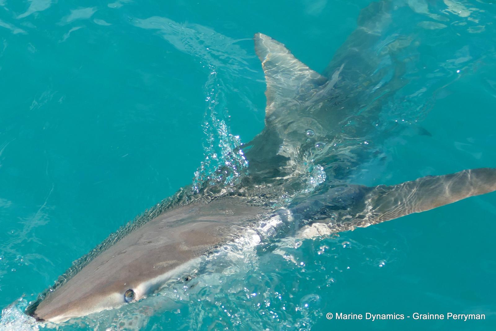 Bronze whaler shark, South Africa
