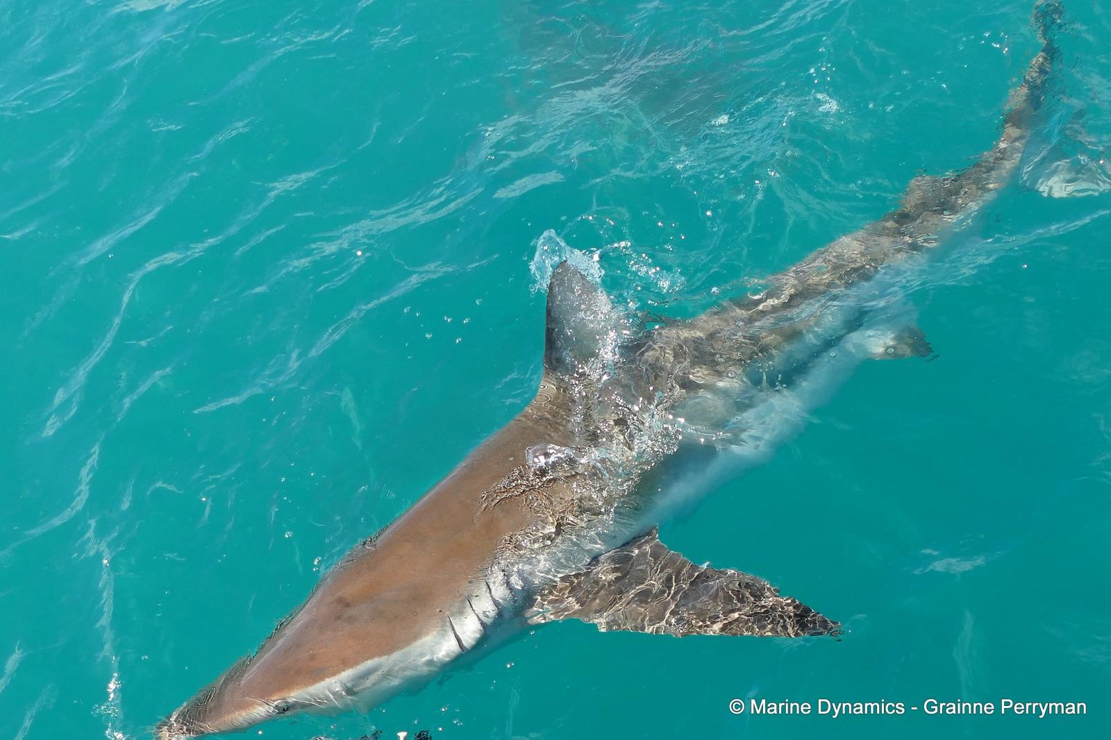 Bronze whaler shark, South Africa
