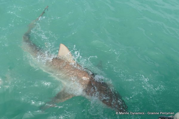 Bronze whaler shark, South Africa