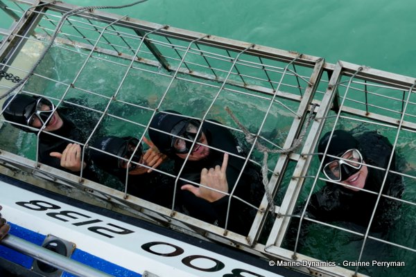Shark cage diving, South Africa