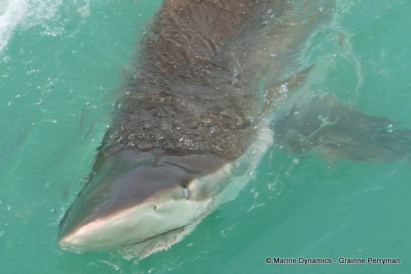 Bronze whaler shark, South Africa