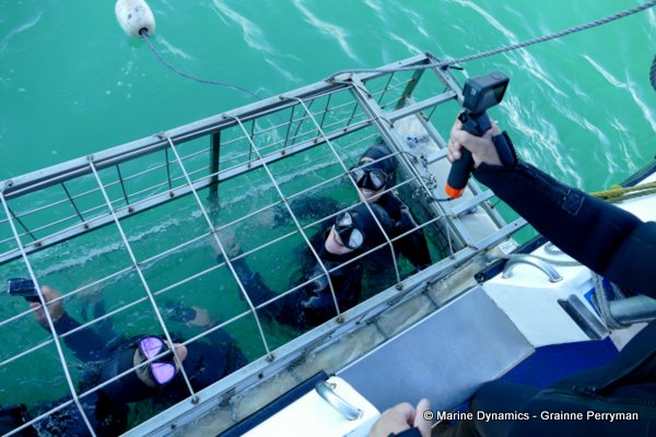 Bronze whaler shark, South Africa