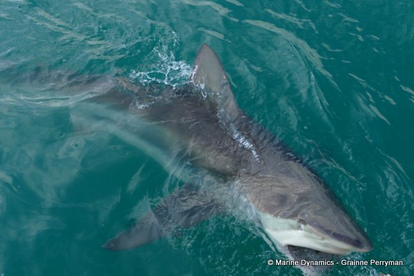 Bronze whaler shark, South Africa