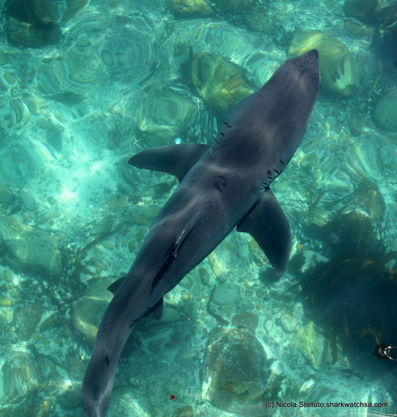 shark alley cage diving