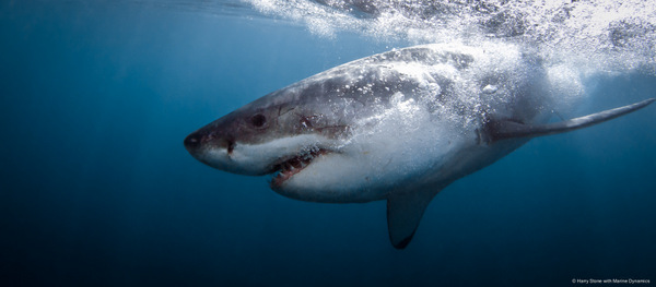 white shark cage diving