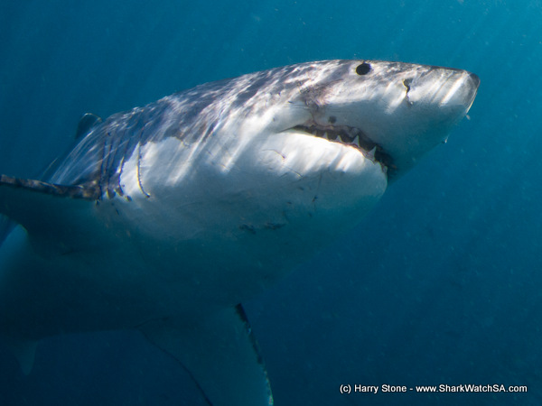 great white shark diving